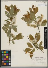 Foto von Salix pseudomonticola C. R. Ball